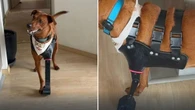 Impressão 3D devolve mobilidade a cães amputados no Peru