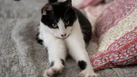 Gatos "amassam pãozinho": o que significa esse gesto fofo?