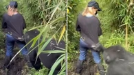 VÍDEO: gorila puxa turista durante trilha em parque