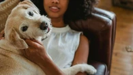 Como ajudar cães a lidar com estresse, orienta veterinária