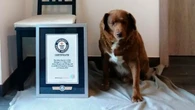 Bobi perde título de ‘cão mais velho do mundo’ pelo Guinness