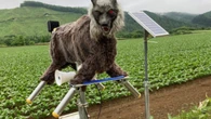 Lobo robô feito para espantar ursos tem grande demanda de compras