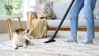 Confira 6 dicas para manter a casa limpa e segura para seu pet