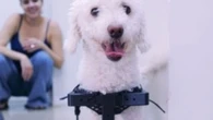 Cão sem patas dianteiras anda com cadeira de rodas inédita