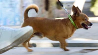 SP proíbe acorrentar cães e gatos e veta uso de enforcador