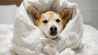 Seu cão está com frio? Sinais e como aquecê-lo