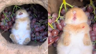 Coelho encanta a web com maneira "tranquilona" de comer