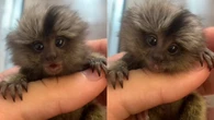 Sagui viraliza nas redes sociais pelo tamanho: "Tão fofo"