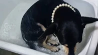 Cadela vai sozinha para o banho após voltar da praia