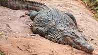 Crocodilo do Nilo é batizado de "Osama" após comer 80 pessoas