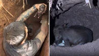 Cadela grávida desaparece e é encontrada em túnel com filhotes