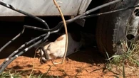 Policial é suspeito de envenenar cachorros em delegacia