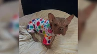 Conheça Petúnia, eleita a cadela mais feia do mundo