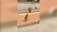 Cachorro caramelo brinca de "pega-pega" com capivara em Cuiabá