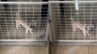 Shih Tzu viraliza ao tentar ultrapassar barreira: "É um anjo"