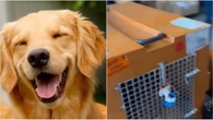Regras para transporte de pets em voos avançam no Congresso