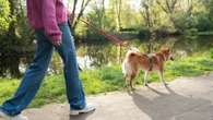 Passear com cães vira crime em 20 cidades do Irã