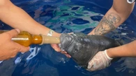 Filhotes de peixe-boi-da-amazônia são resgatados no Pará