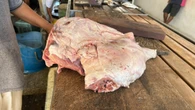 Carne ilegal de capivara é apreendida em feira no Amazonas