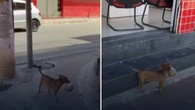 Cachorro que leva a própria ração na boca conquista web; Vídeo