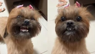 Cachorrinha muda reação ao saber que irá passear