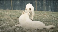 Lobos-terríveis seguem extintos, dizem especialistas