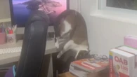 Gato tenta descer de móvel, erra cálculo e fica preso em cortina