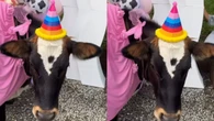 Vaca ganha festa de aniversário e encanta a web: "Sortuda"
