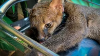 Gato-mourisco é reintegrado à natureza com colar de monitoramento