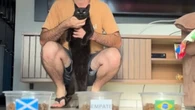 Após acertar resultados, gato vidente prevê destino do Brasil