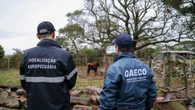 Venda de gado lavou R$ 100
milhões do tráfico entre RS e SC