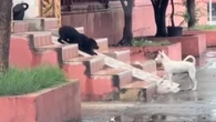 Cães viralizam ao brincar de escorregar em rampa molhada: "Fofos"