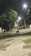 Onça pintada, ‘nervosa’ por perder filhote, invade casa em Ladário
