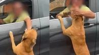 Cachorro corre atrás de carro após ser abandonado em Salvador