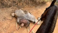 Jovem confessa ter mutilado cavalo e diz que se arrepende