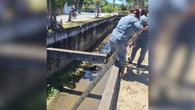 Cachorro cego é resgatado após cair em canal de drenagem