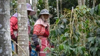 Hubs de inovação na Amazônia podem gerar mais de R$ 8 bi por ano