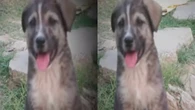 Cão salva 67 vidas ao latir para avisar civis sobre deslizamento