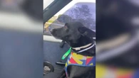 Cão rouba a cena ao “cantar” com tutora dentro do carro; vídeo