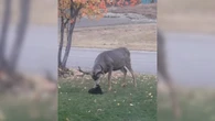 Gato tenta amizade com veado e leva golpe inesperado; vídeo
