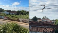 Cobra elétrica? Serpente anda nos fios e assusta moradores