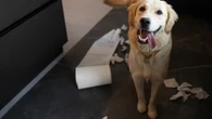 Como eliminar o cheiro de xixi de cão com segurança