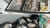 Venda irregular termina em apreensão de 215 kg de peixes e doação
