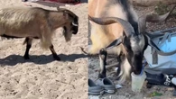 Cabra invade praia na Grécia e causa alvoroço entre turistas