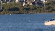 Tubarão gigante invade lago com turistas; veja o vídeo