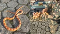 Morador encontra cobra
exótica dos EUA na garagem em Itajaí (SC)