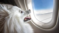 STJ autoriza companhias aéreas a barrar pets de suporte emocional