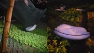 Chuva de granizo atinge Urupês (SP) e impressiona moradores