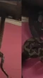 Cobras gigantes desabam de teto e assustam moradores