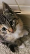 5 dicas para manter a areia de gato sempre limpa